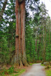 Thuja plicata (Thuja ciliate) - lower part of the trunk (western Canada, photo: Kristián Chalupka)